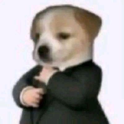 Meme chó cười