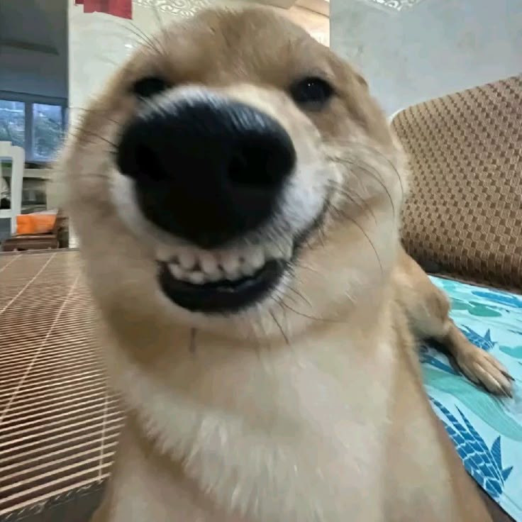 Meme chó cute