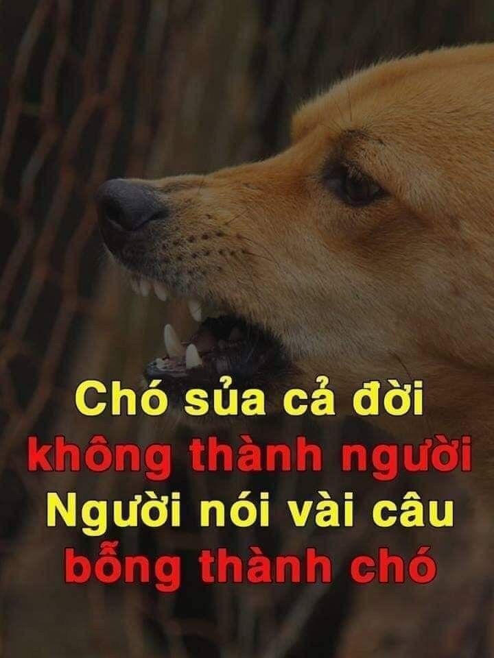Meme chửi thề bất ngờ thú vị