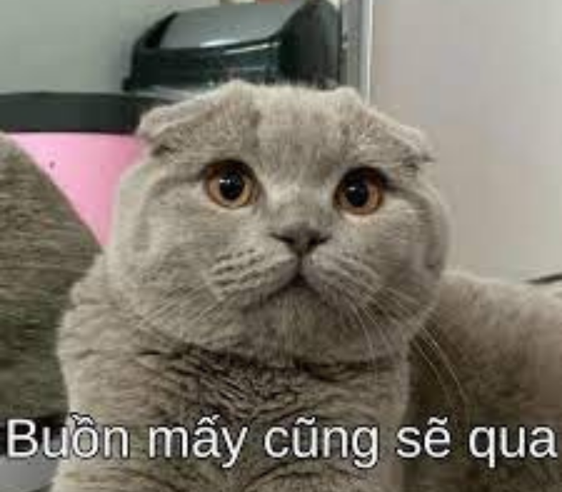 Meme buồn mấy cũng sẽ qua