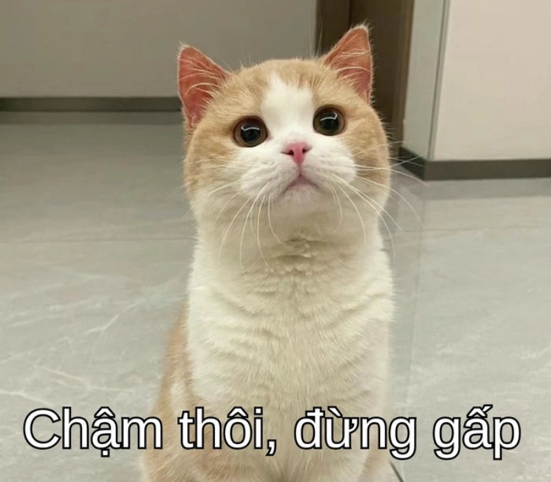 Meme chậm thôi đừng gấp