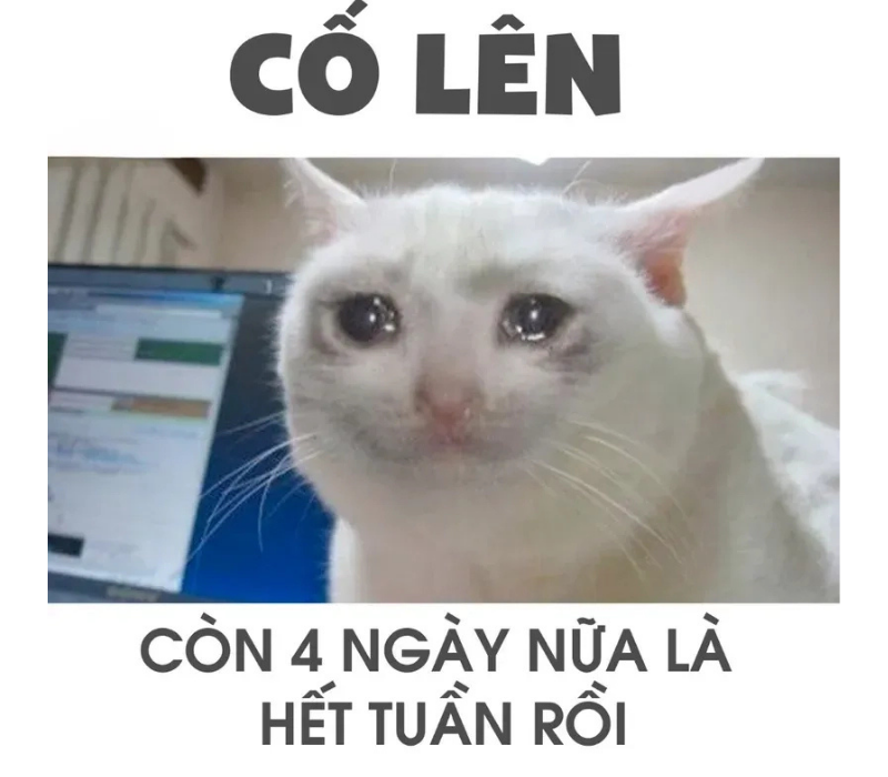 Meme còn 4 ngày