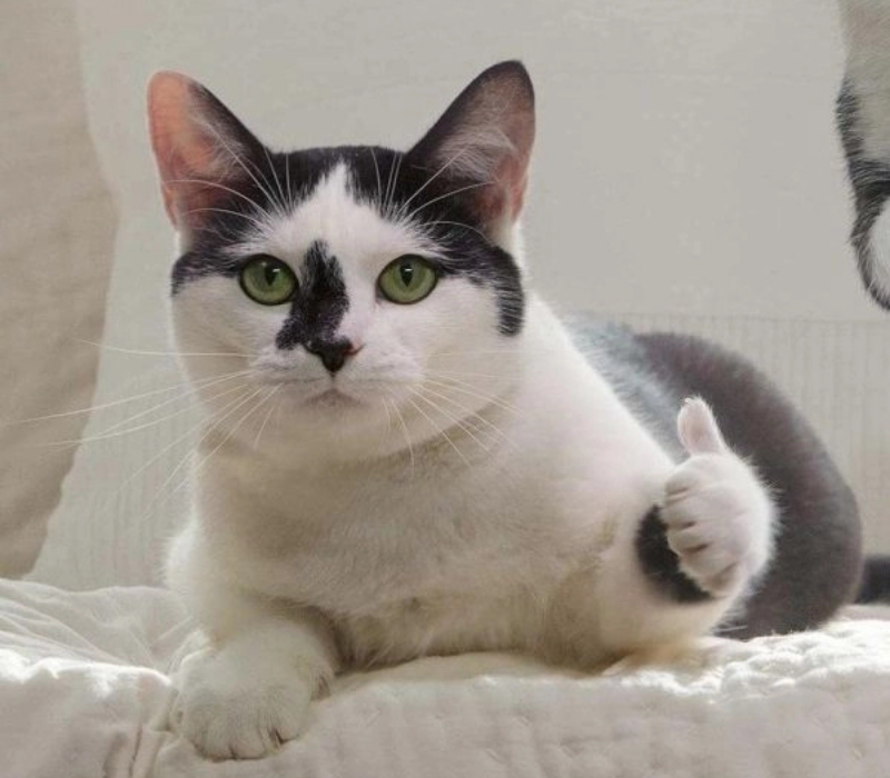 Meme cố lên cool ngầu