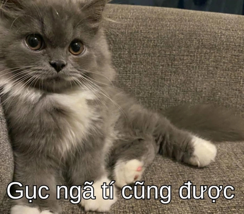 Meme gục ngã tí cũng được