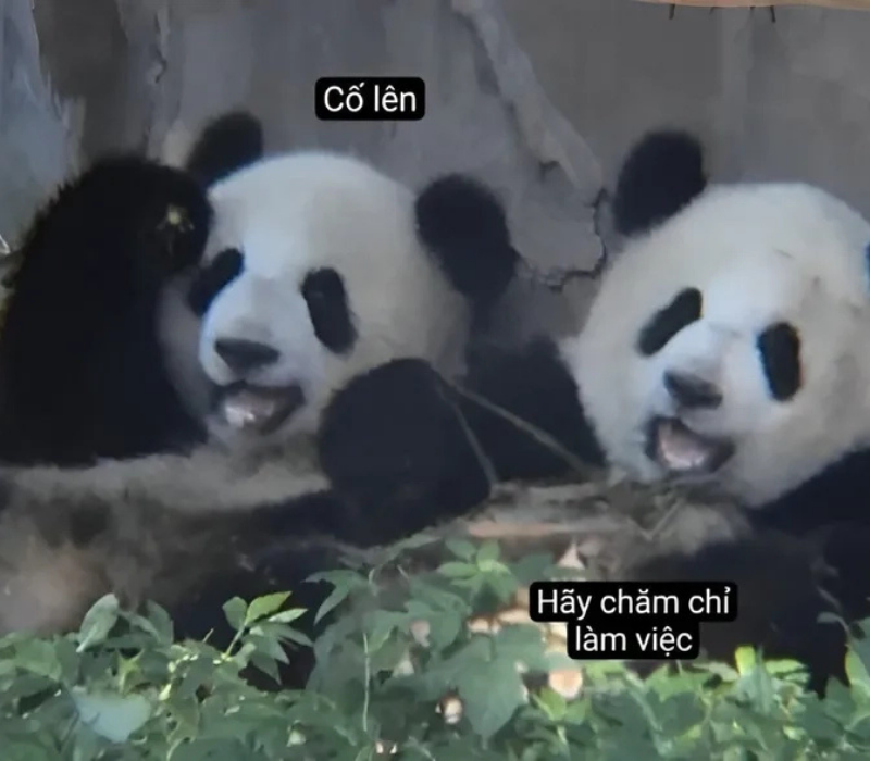 Meme làm việc chăm chỉ