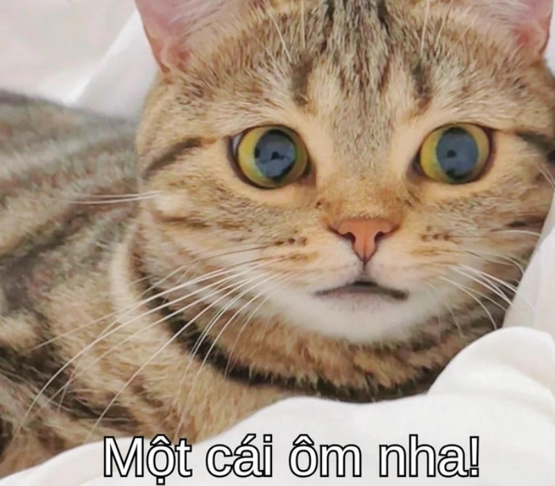 Meme một cái ôm nhá