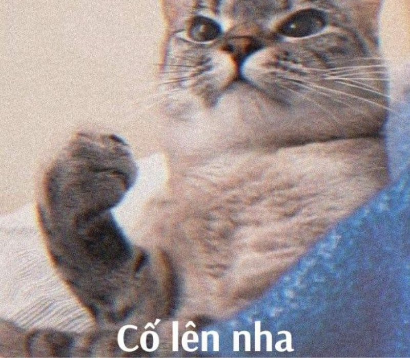 Meme cố lên nhá