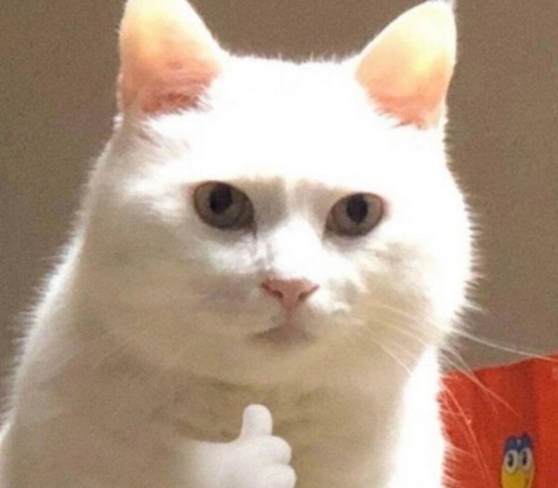 Meme cố lên nhá mày