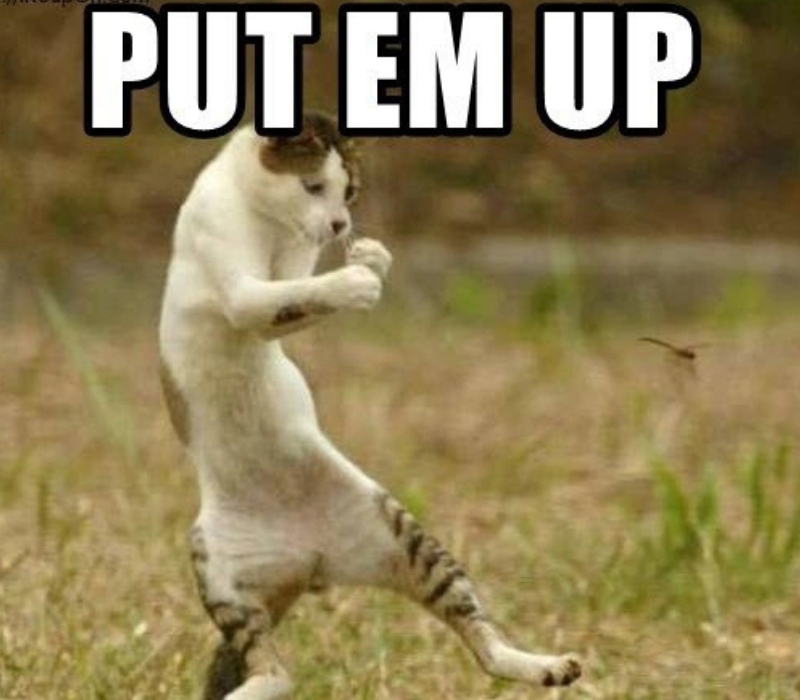 Meme put em up