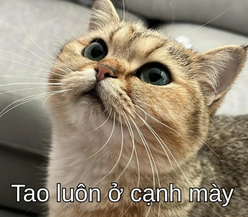 Meme tao luôn bên cạnh