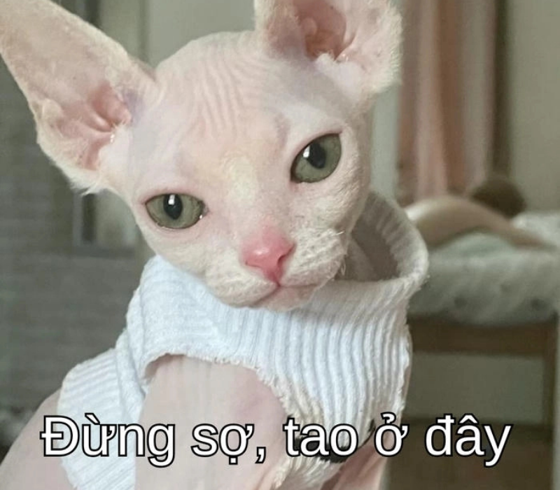 Meme tao ở đây nè
