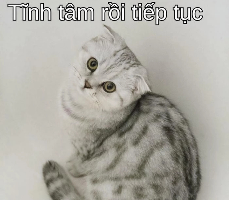 Meme tĩnh tâm rồi tiếp tục