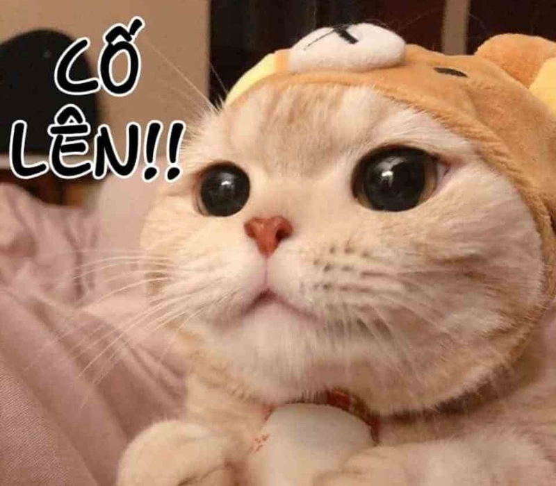 Meme cố lên vui vẻ