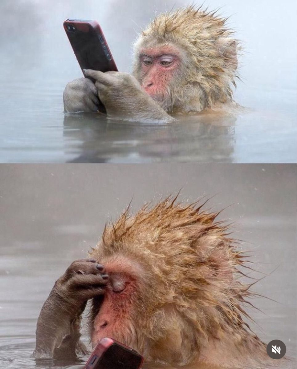 Meme con khỉ cute năng lượng tích cực