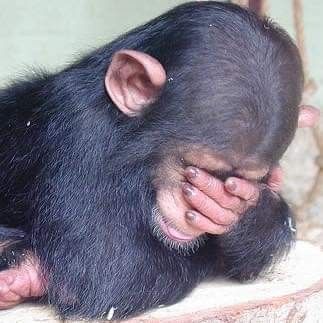 Meme con khỉ ôm đầu