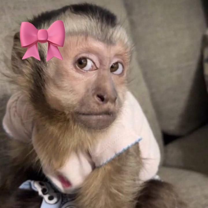 Meme con khỉ troll bạn bè