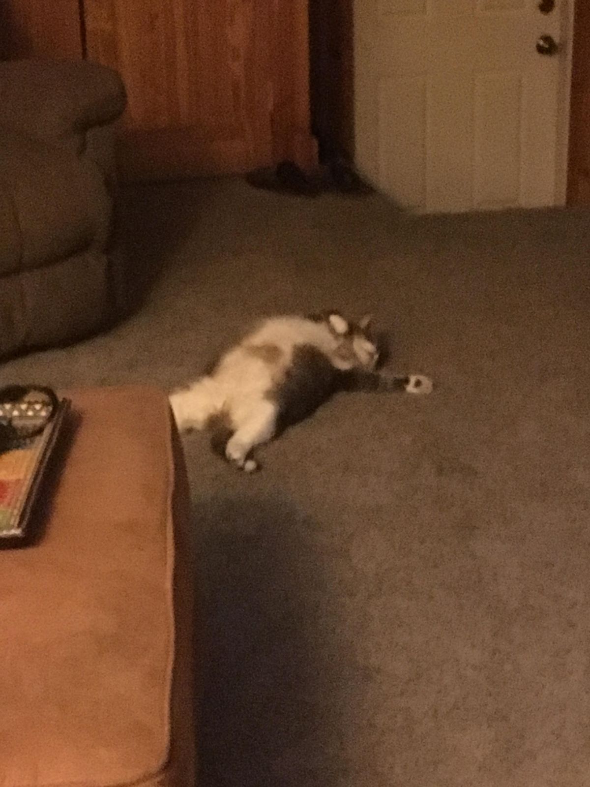 Meme con vật mệt mỏi vui nhộn