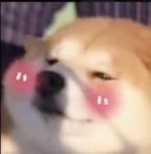 Meme cười ngại tạo nên không khí thoải mái trong các đoạn chat online