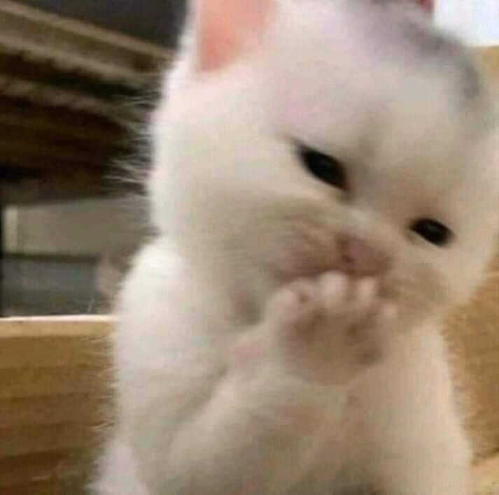 Meme gãi đầu ngại phản ánh sự chân thật của cảm xúc ngại ngùng đáng yêu