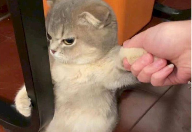 Meme dỗi dễ thương