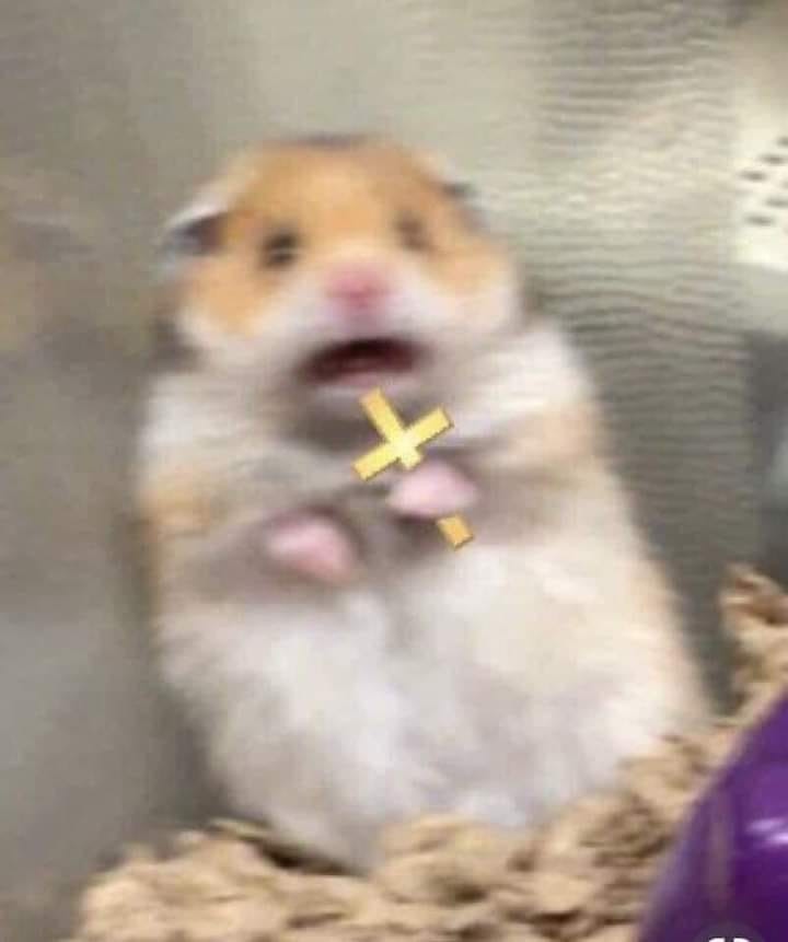 Meme hamster cầm thánh giá