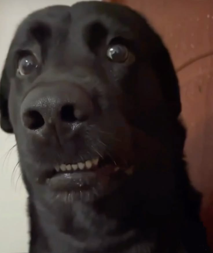 Meme hoang mang độc đáo