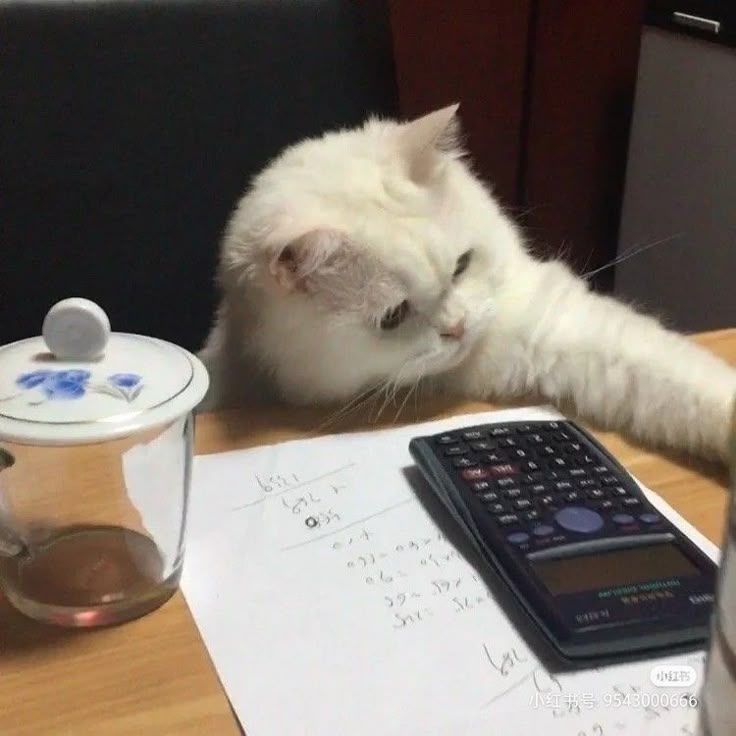 Meme học bài ngộ nghĩnh