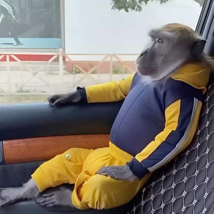 Meme khỉ độc đáo troll