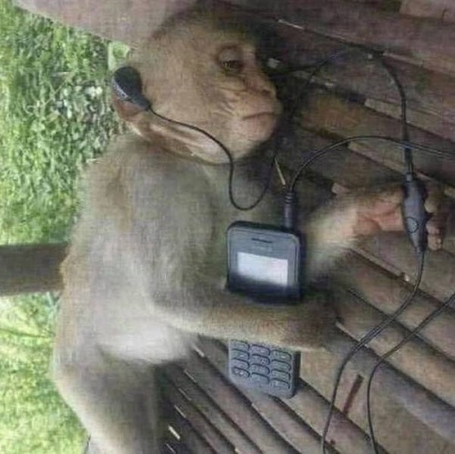 Meme khỉ nghe nhạc