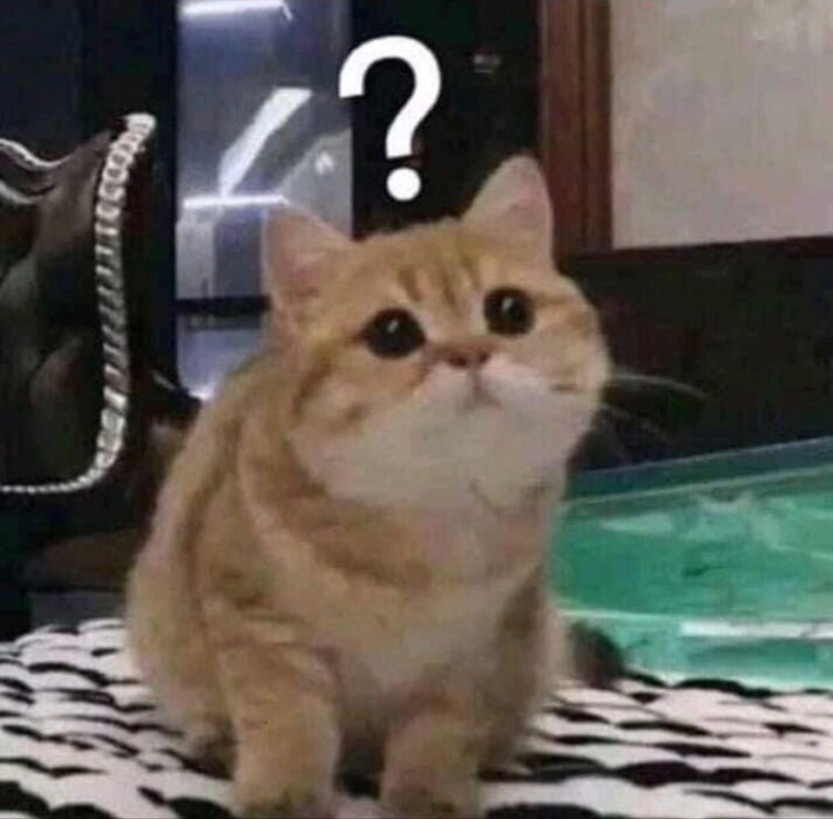 Meme khó hiểu thú vị