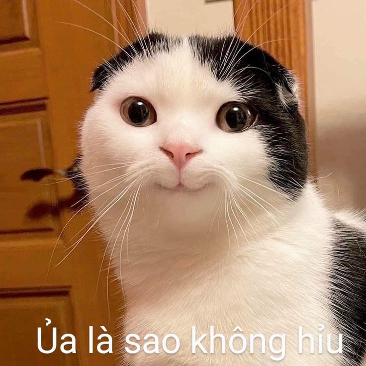 Meme không có đâu chat nhóm