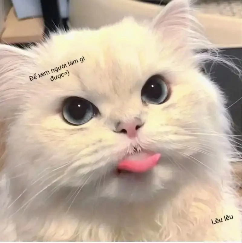 Lêu lêu meme