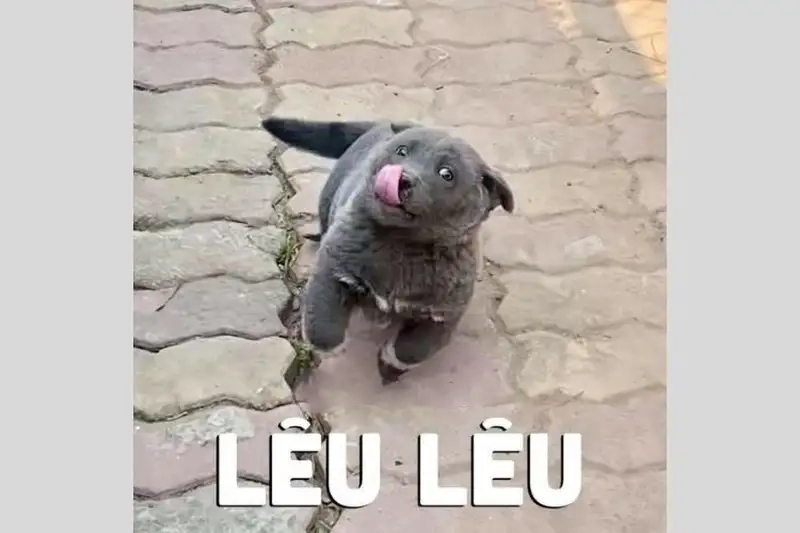 Ảnh meme lêu lêu hài hước