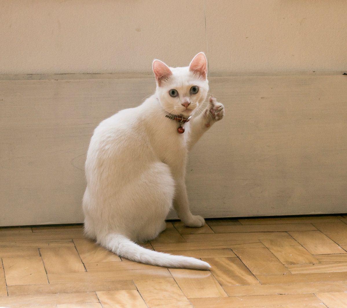 Meme like góp phần làm đa dạng hơn thế giới ảnh chế hài hước trên internet