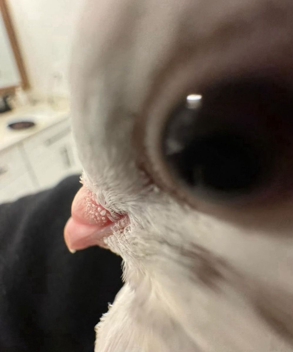 Meme lườm dí dỏm sticker