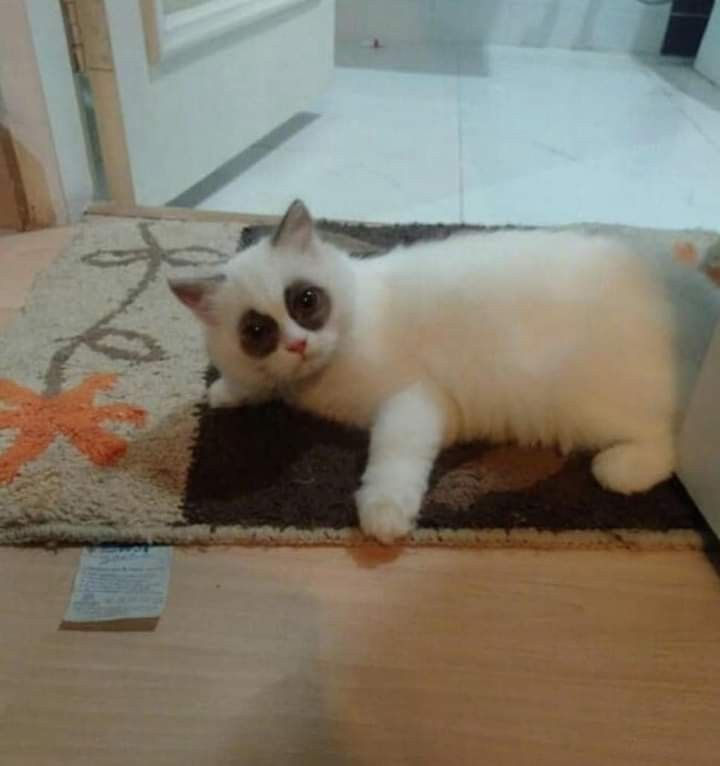 Meme mắt thâm dễ thương