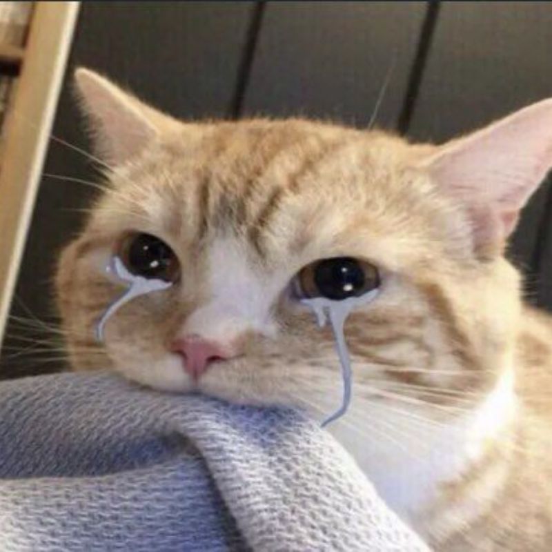 Meme mèo bựa khóc nhè