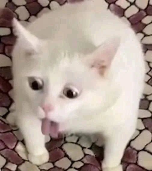 Meme mèo mắc ói