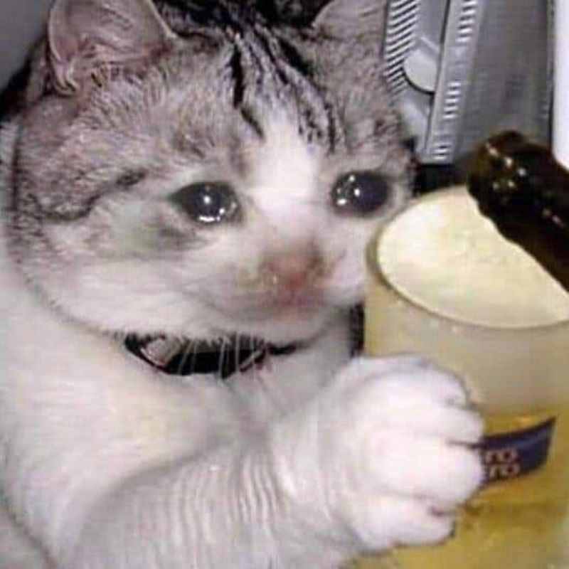 Meme mèo tặng hoa