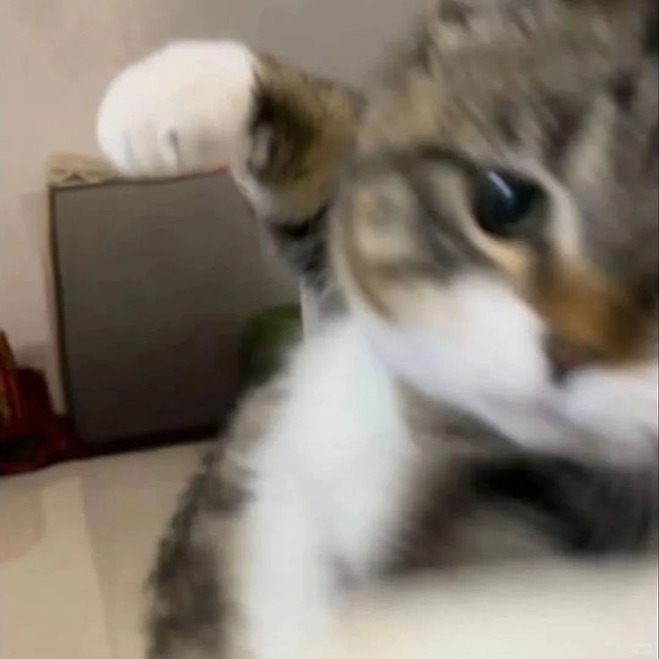 Meme nắm đấm