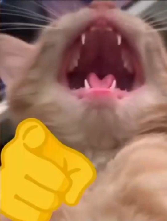 Meme ngạc nhiên chỉ tay