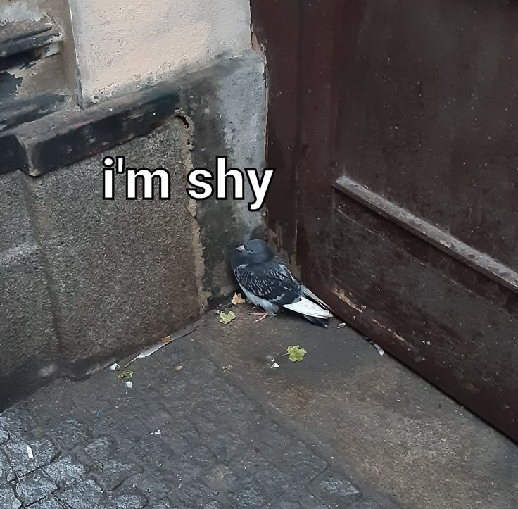 Meme ngại dễ thương khiến mọi cuộc trò chuyện trở nên gần gũi và vui nhộn