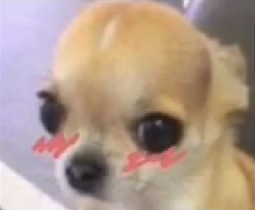 Meme ngại ngùng gãi đầu lan truyền rộng rãi nhờ sự gần gũi đời thường