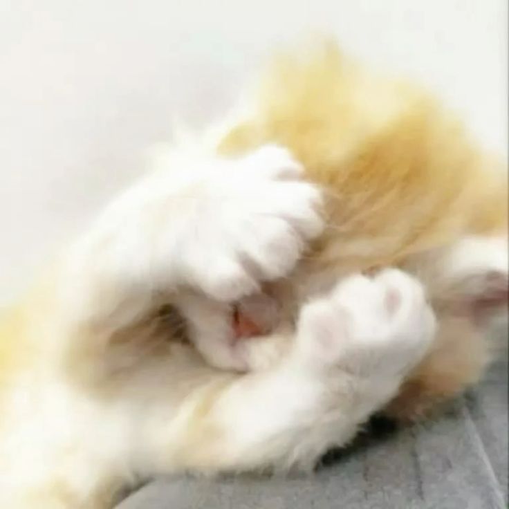 Meme ngại qué dễ thương luôn khiến cộng đồng mạng thích thú chia sẻ