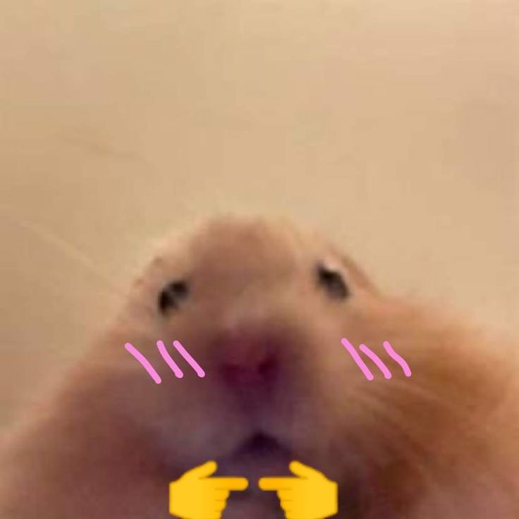 Meme ngại qué hài hước thể hiện sự sáng tạo độc đáo của cộng đồng