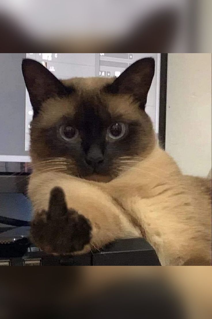 Meme ngón tay thối