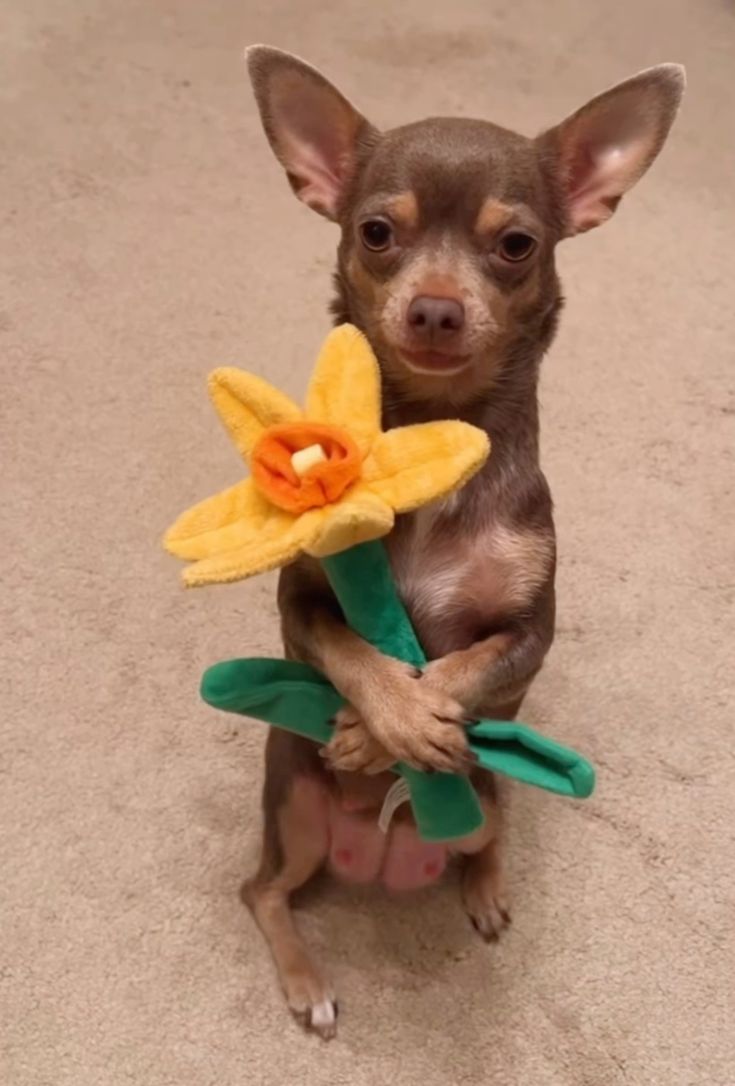 Meme tặng hoa cúc