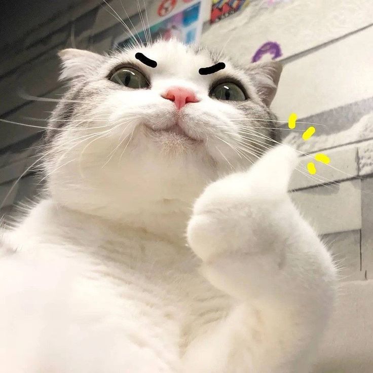 Meme thích thường đi kèm với sự dí dỏm vui nhộn trong mỗi comment thú vị