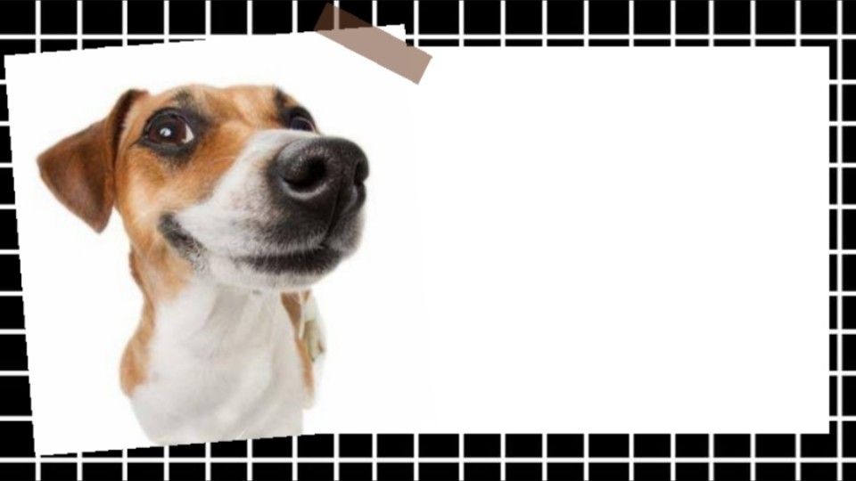 Meme thuyết trình buồn cười