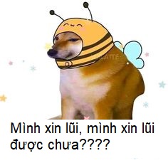 Meme xin lỗi được chưa